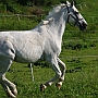 Hessisches_Warmblut 21 (7)